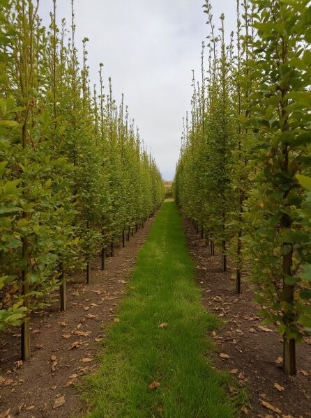 Säulen-Eiche Quercus robur 'Fastigiata Koster', Hochstamm 300–350 cm mit Drahtballen, säulenförmiger Wuchs in Reihenpflanzung