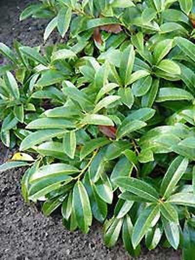 Zwerg-Kirschlorbeer 'Mount Vernon' / Prunus laurocerasus 'Mount Vernon'
