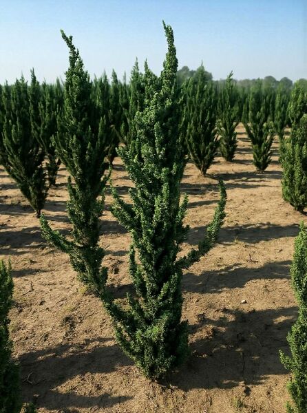 Chamaecyparis lawsoniana 'Wisselii' / Scheinzypresse 'Wisselii', 125-150 cm mit Ballen, aufrecht wachsender Nadelbaum im Feld.
