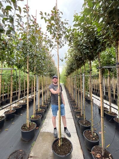 Zierapfel 'Mokum' / Zierapfel 'Mokum'