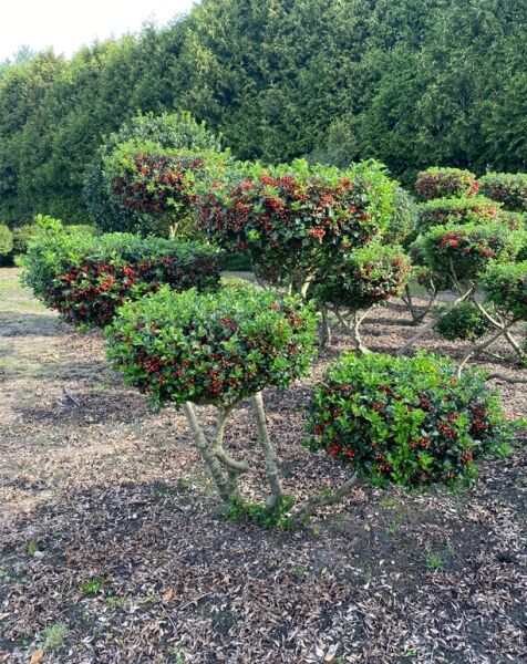 Garten-Bonsai / Ilex meserveae 'Blue Princess' 170 cm breit x 150 cm hoch