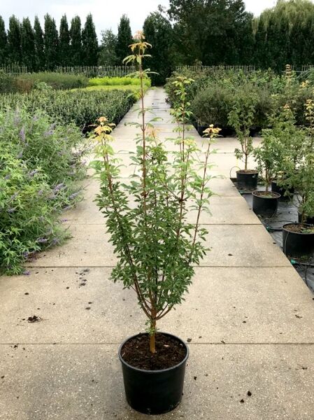 Acer griseum (Zimt-Ahorn) 200-250 cm, mehrtriebiger Jungbaum im Pflanzcontainer mit grünem Laub.