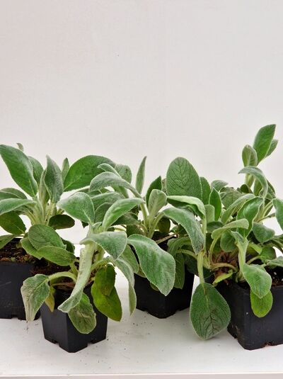 ab wann zimmerpflanzen wieder düngen Zimmerpflanzen Dünger, Monstera Dünger, 6 Monate Depotwirkung – PlantMe main image 0