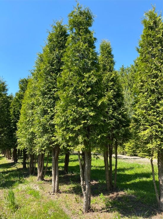 thuja pflanzen kosten Thuja 