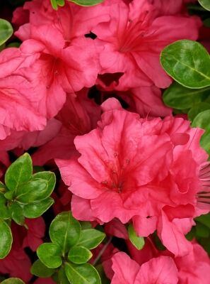 Japanische Azaleen / Rhododendron gnstig kaufen