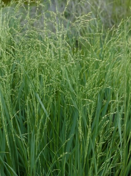 Ruten-Hirse (Panicum amarum) 'Dewey Blue' mit blaugrünen, schmalen Blättern und lockeren Rispenständen im Bestand