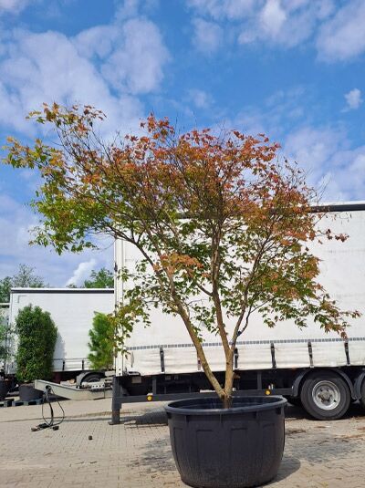 Fächer-Ahorn (Acer palmatum 'Tsuma Beni') im Container, Schirmform, 200–250 cm, mehrstämmig mit feinem Laub in Rotgrün.