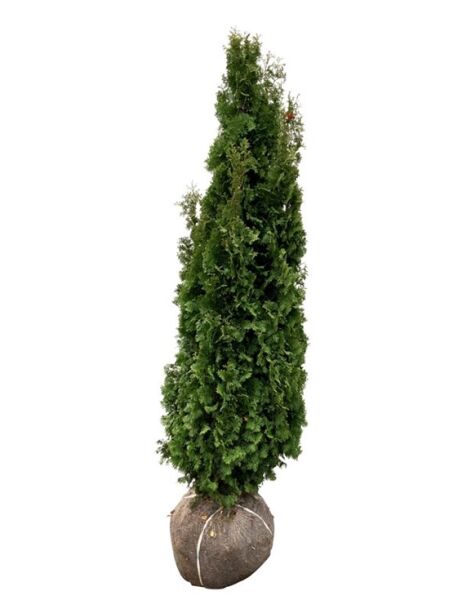 Lebensbaum 'Degroot's Spire' / Thuja occidentalis 'Degroot's Spire'