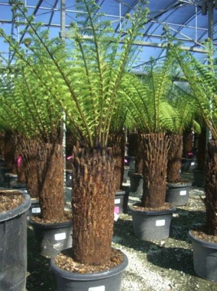 Baumfarn / Australischer Taschenfarn / Baumfarn / Australischer Taschenfarn