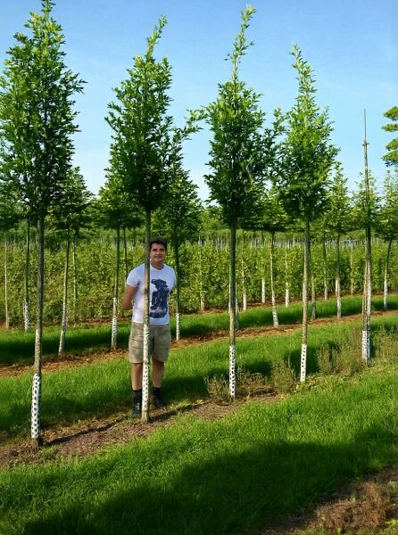 Quercus palustris 'Green Pillar' / Säulen-Sumpfeiche 'Green Pillar' Hochstamm 14-16 StU m. Db. in Baumschule, säulenförmig belaubt