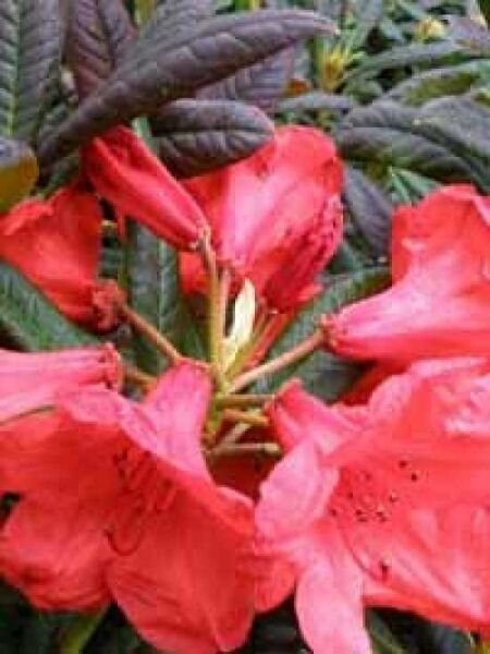 Rhododendron 'Elizabeth' / Rhododendron Hybride 'Elizabeth' 
