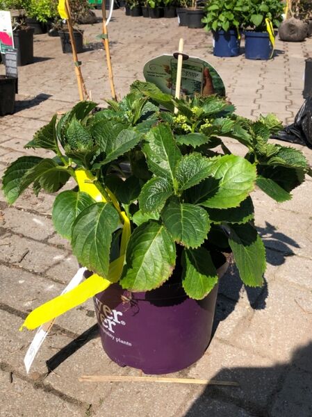 Bauern-Hortensie Hydrangea macrophylla 'Forever & Ever Red ®' 30-40 cm C5 im Topf mit grünen Blättern und Knospen