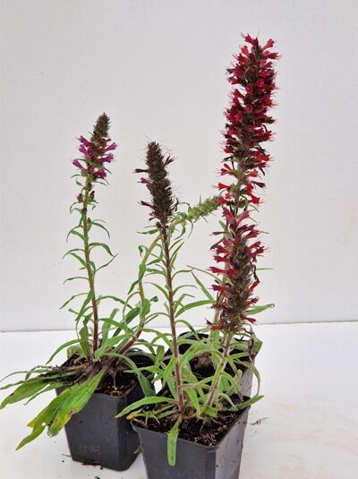 Echium amoenum ‘Red Feathers’ / Natterkopf ‘Red Feathers’ im P9-Topf, drei Pflanzen mit aufrechten Blütenähren in Rot- und Violetttönen.