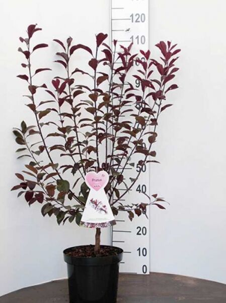 Prunus cistena, Zwerg-Blut-Pflaume, 60–80 cm, C5 im Topf mit dunkelrotem Laub und verzweigten Trieben.