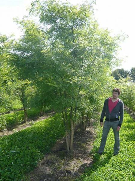Japanische Zelkove (Zelkova serrata) Keakibaum, mehrstämmig, ca. 300–350 cm, mit durchlässiger Krone im Feldanbau
