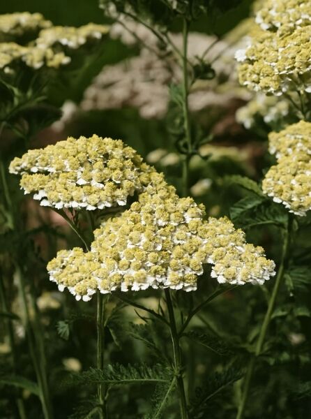 Schafgarbe 'Hoffnung' / Schafgarbe 'Hoffnung'