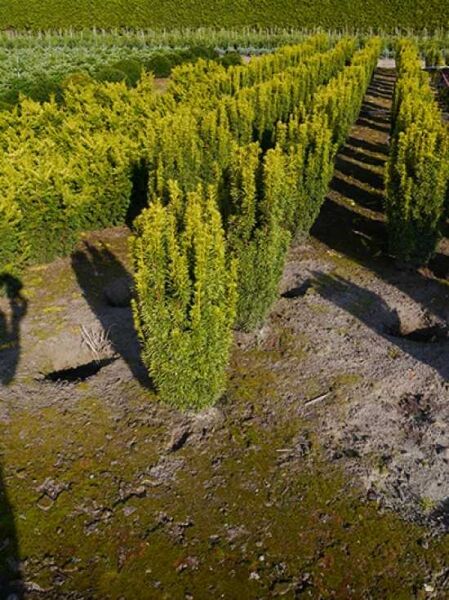 Taxus baccata 'David' / Gelbe Säulen-Eibe 'David' 100-125 cm m. B., säulenförmige Eibenpflanzen mit gelbgrünem Nadellaub im Feld
