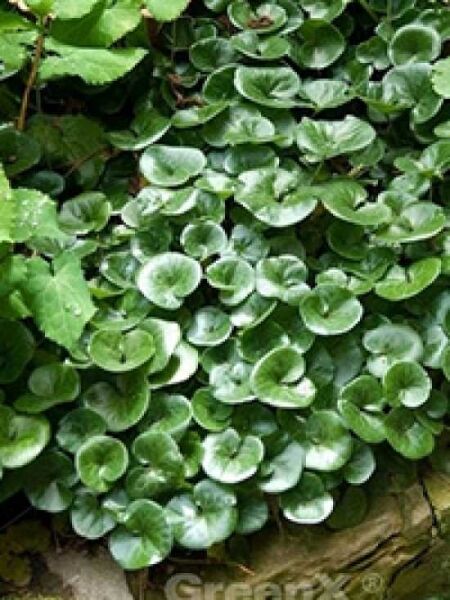 Gewöhnliche Haselwurz / Asarum europaeum