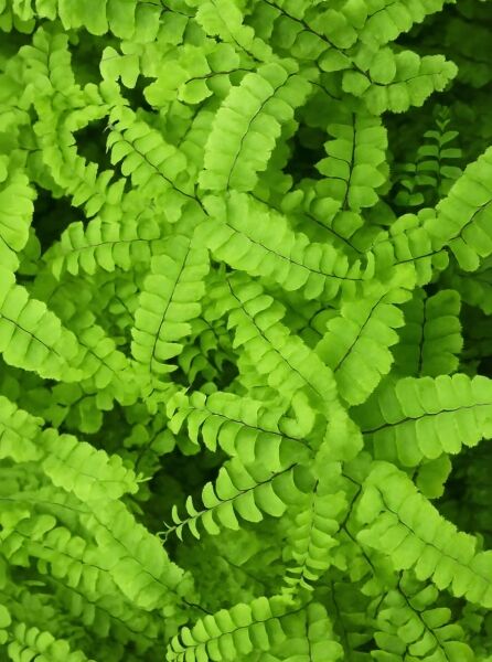 Adiantum pedatum (Pfauenrad-Farn, Hufeisen-Farn) mit hellgrünen, fein gefiederten Wedeln, Nahaufnahme des Laubs.