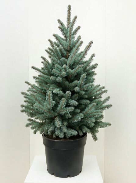 Picea pungens 'Fat Albert' / Blaue Stech-Fichte 'Fat Albert' 100-125 cm C30 im Topf mit blaugrünen Nadeln, pyramidal wachsend