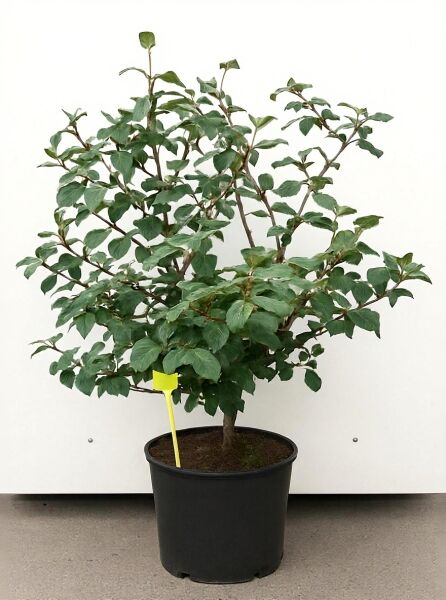 Viburnum carlcephalum / Großblumiger Duft-Schneeball, Strauch im Container C20, 100-125 cm, grünes Laub, mehrtriebig.