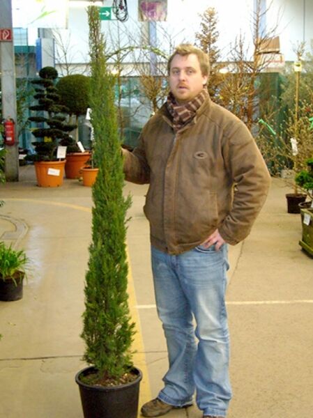 Cupressus sempervirens, Mittelmeer-Zypresse/Säulen-Zypresse, schlanker säulenförmiger Nadelbaum im Topf, 150-175 cm, C25