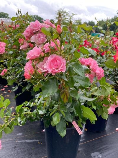 Rosa 'Roselina' / Strauchrose 'Roselina' C5 im Topf mit rosa Blüten und grünem Laub