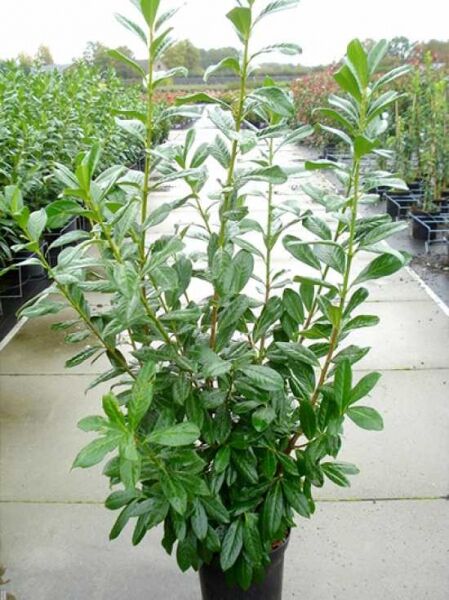 Prunus laurocerasus 'Novita' / Kirschlorbeer 'Novita' 125-150 cm C15, immergrüner Strauch im Container mit glänzenden Blättern