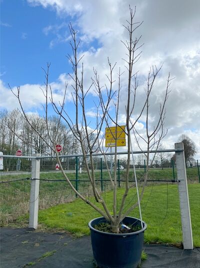 Gold-Trompetenbaum 300-350 cm / Catalpa bignonioides 'Aurea' (1567626)
