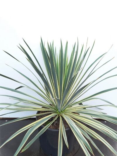 Yucca filamentosa 'Bright Edge' – gelbgestreifte Palmlilie, rosettenförmige Pflanze im Topf, 40–50 cm, C20