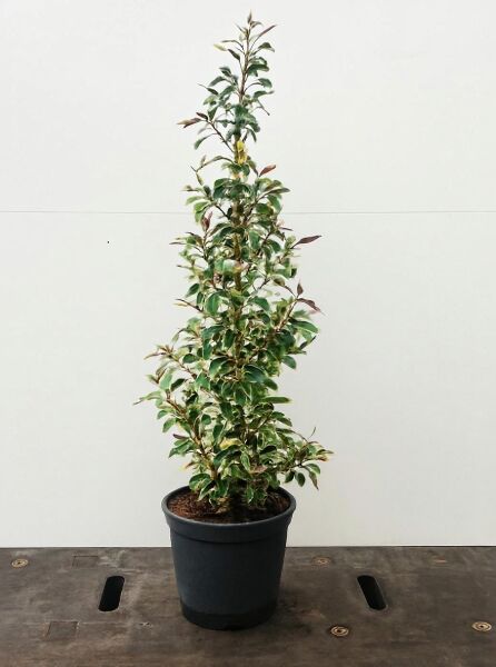 Prunus lusitanica 'Variegata' / Weißbunte Portugiesische Lorbeerkirsche 80-100 cm C12, aufrechter Strauch im Topf mit panaschierten Blättern