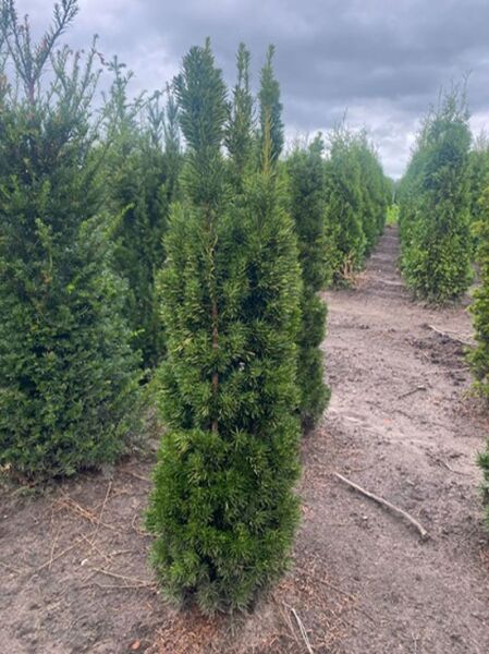 Taxus media 'Viridis' / Säulen-Eibe 'Viridis' 120-140 cm m. B., säulenförmiger immergrüner Nadelstrauch im Feldanbau