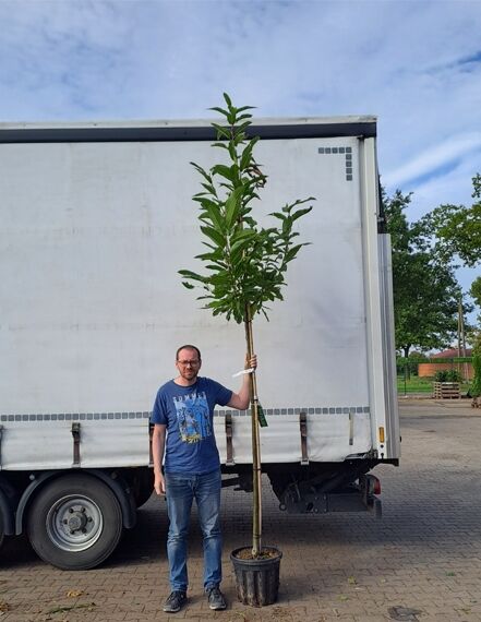 Castanea sativa (Edel-Kastanie, Ess-Kastanie, Marone) Hochstamm 10–12 StU im Container, junger Baum mit Stamm und Krone.