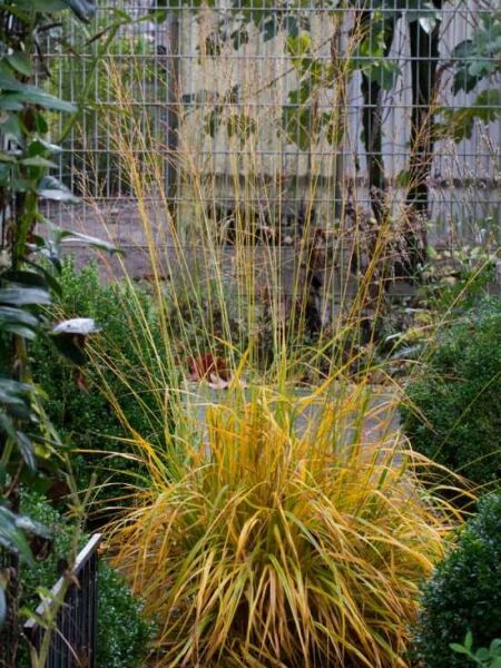 Molinia arundinacea 'Transparent' / Hohes Pfeifengras