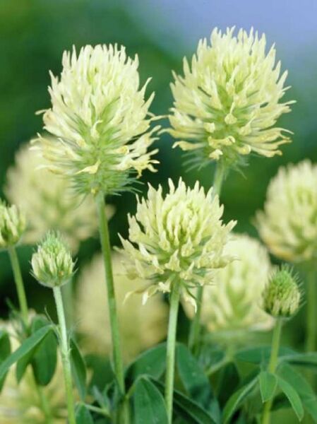 Trifolium ochroleucon (Blassgelber Klee) mit blassgelben, kugeligen Blütenköpfen und grünen Klee-Blättern