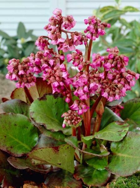Wickelwurz 'Purpurea' / Bergenia cordifolia 'Purpurea'