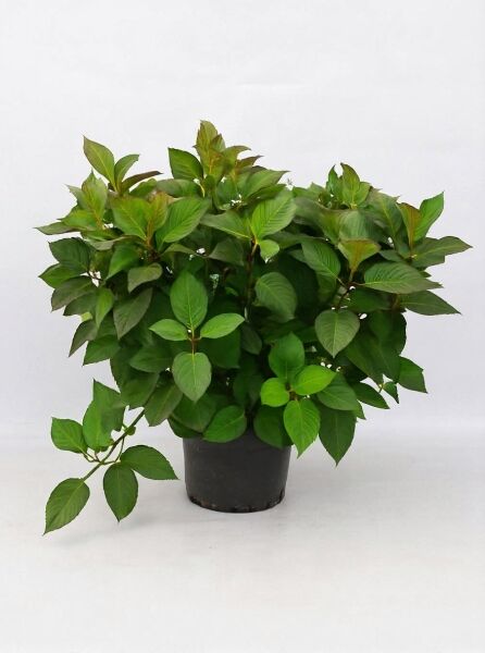 Teller-Hortensie 'Preziosa' (Hydrangea serrata 'Preziosa') 50-60 cm C20, grünes Laub im schwarzen Pflanztopf.