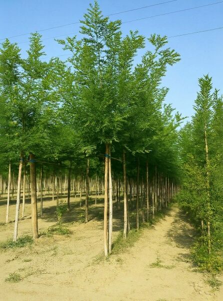 Sophora japonica (Styphnolobium japonicum) Japanischer Schnurbaum Hochstamm 16-18 StU, Baum mit grünem Laub und geradem Stamm