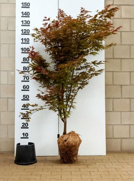 Roter Fächer-Ahorn (Acer palmatum 'Atropurpureum') 125-150 cm, mehrstämmig, mit rotbraunem Laub, mit Ballen.