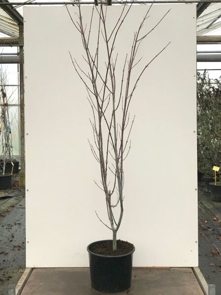 Acer capillipes (Rotstieliger Schlangenhaut-Ahorn) 150-175 cm C20, junger Baum im schwarzen Pflanztopf, unbelaubt verzweigt.