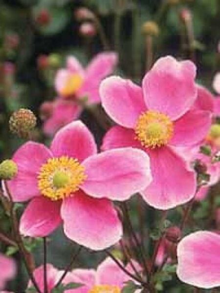Japan Herbst-Anemone  / Anemone hupehensis Praecox
