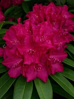 Rhododendron 'Old Port' - Rhododendron Hybride 'Old Port' - Baumschule  NewGarden