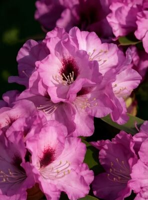 Rhododendron 'Durantik' / Rhododendron Hybride 'Durantik' kaufen
