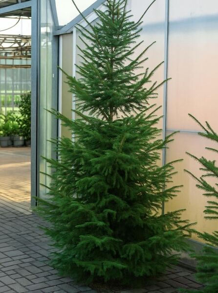 Picea omorika (Serbische Fichte/Omorika-Fichte) 200–250 cm, C90, aufrechter Nadelbaum mit schlanker Krone