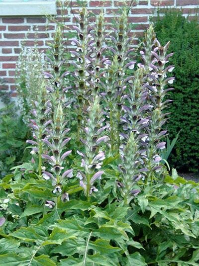 Balkan-Bärenklau / Acanthus hungaricus