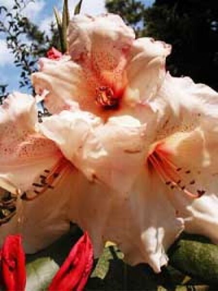 Rhododendron Hybride 'Virginia Richards' / Rhododendron 'Virginia Richards'
