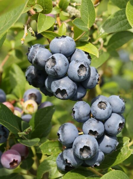 Vaccinium corymbosum 'Northland' / Heidelbeere 'Northland', Fruchtstände mit reifen blauen Beeren am Strauch zwischen grünen Blättern