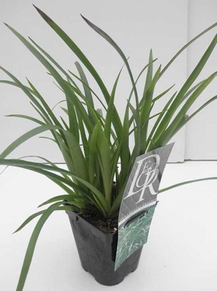 Luzula sylvatica (Waldmarbel) C1 im Pflanztopf, grünes grasartiges Laub mit langen schmalen Blättern.