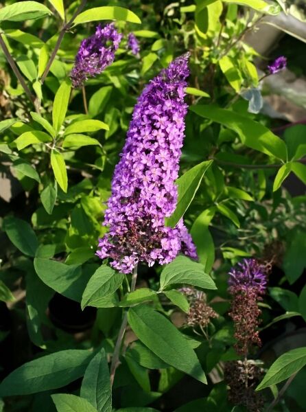 Schmetterlingsflieder 'Border Beauty' / Schmetterlingsflieder 'Border Beauty'