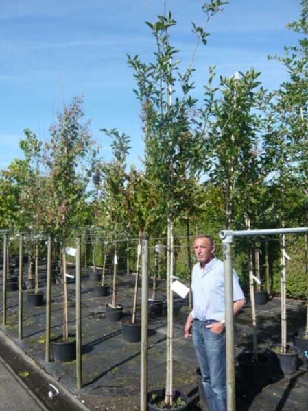 Crataegus lavallei 'Carrierei', Weißdorn/Apfeldorn 'Carrierei' Hochstamm 10-12 StU im Container, Baum in Baumschule